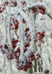 Voedselbank voor vogels - Winter XL-3 - 207-2